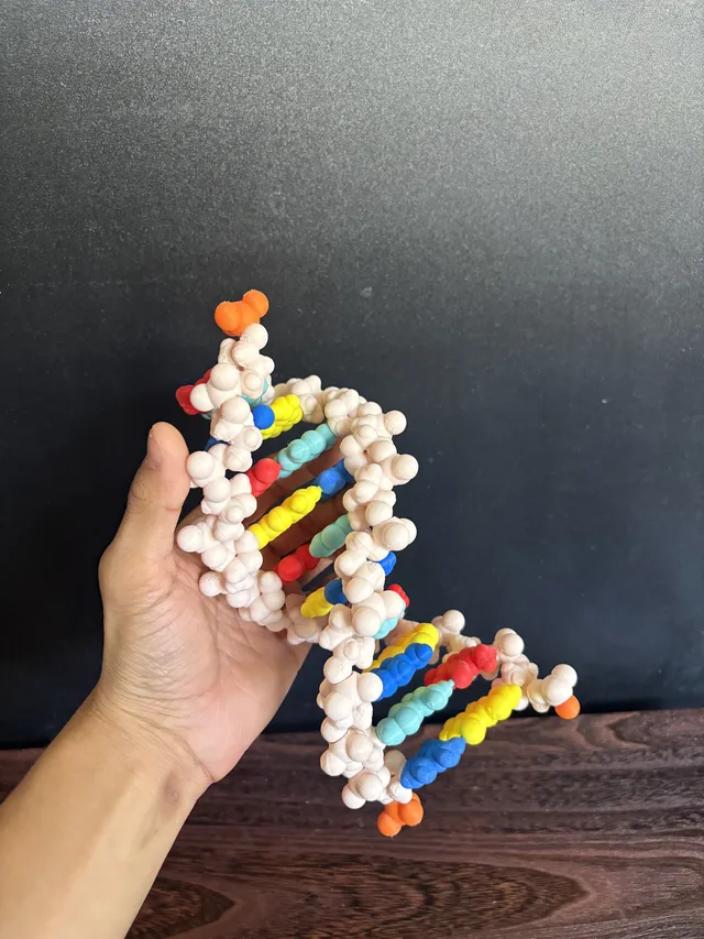 Assembled DNA and RNA model built from the HANDS kit
