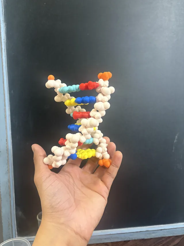 A student-sized DNA and RNA model assembled on a desk