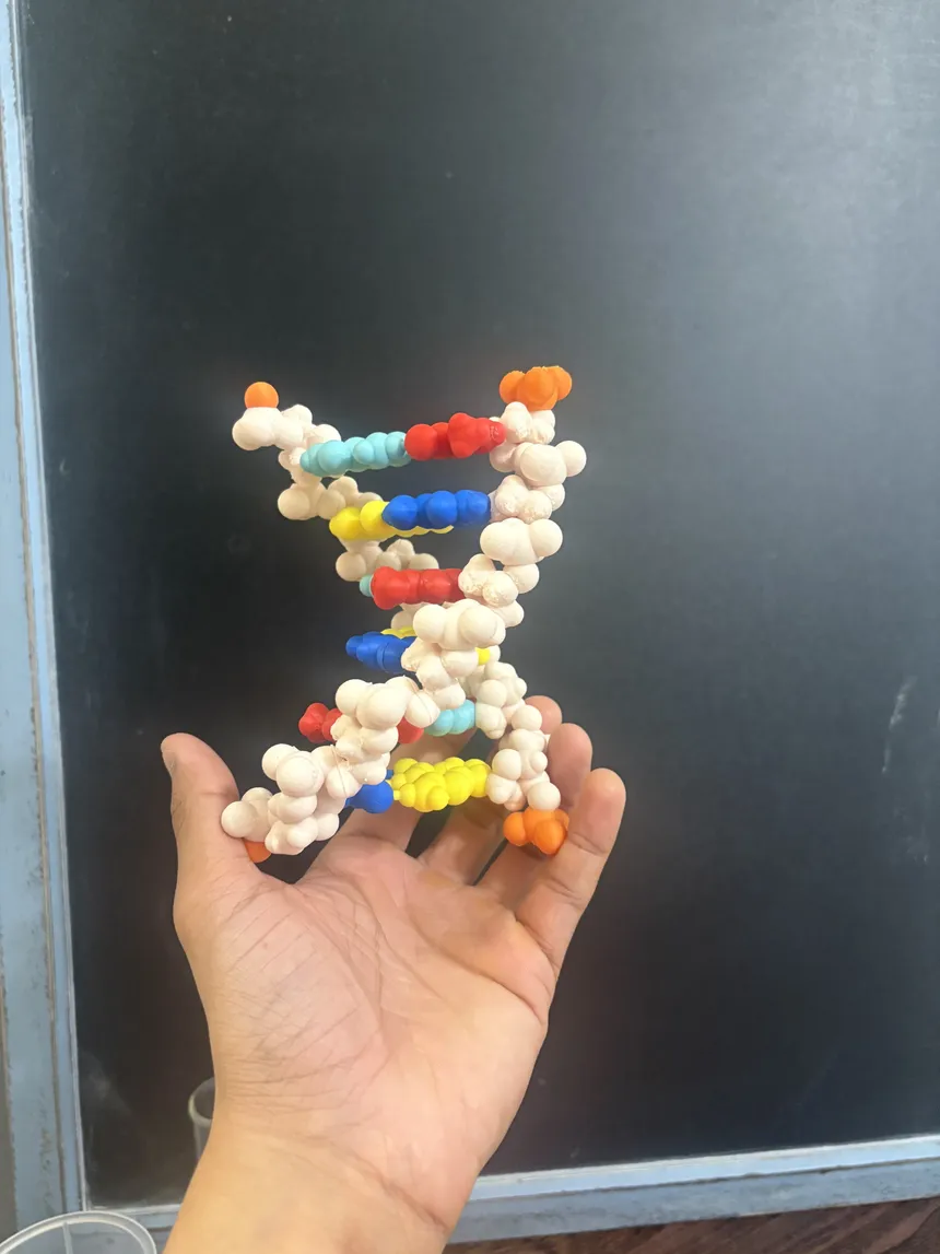 A student-sized DNA and RNA model assembled on a desk