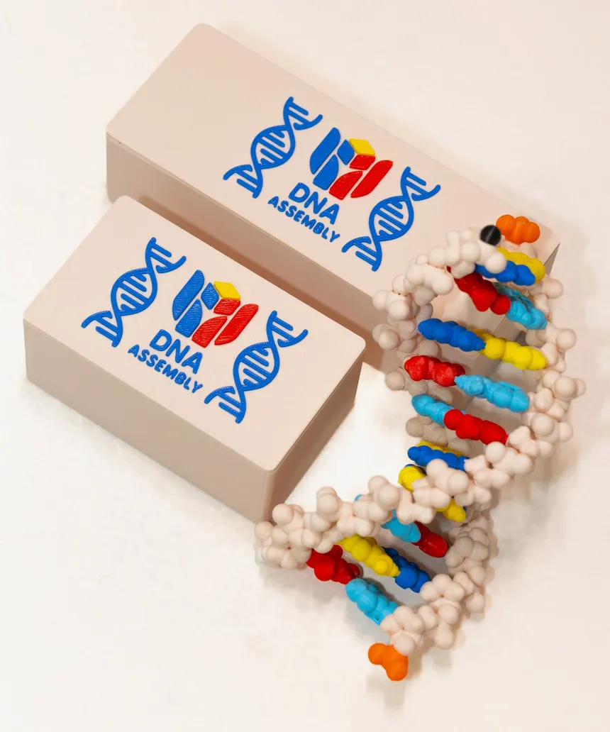 Two HANDS DNA Assembly kit boxes beside a fully assembled, colour-coded DNA double helix model